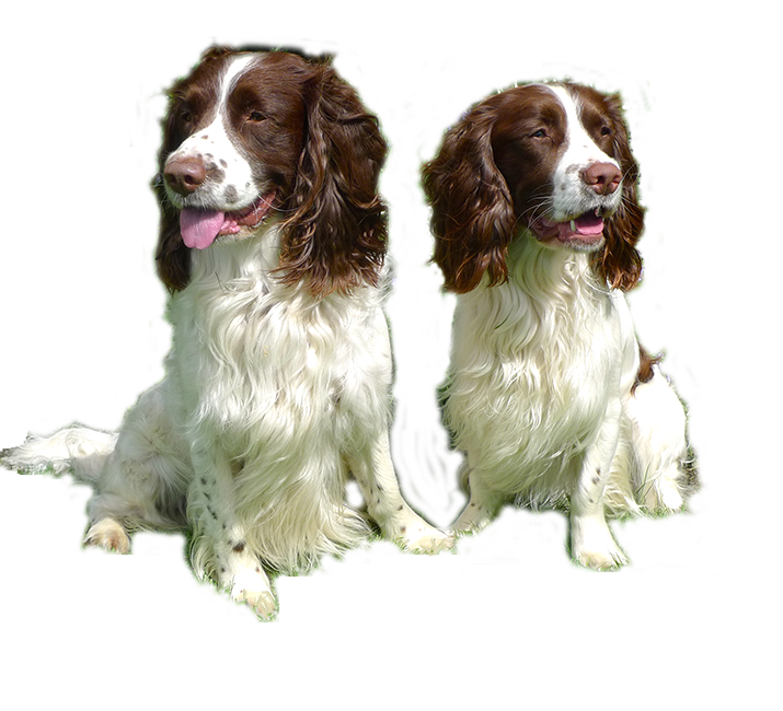 Dog Sitting Durham Home from Home Dog Sitting Service in Durham