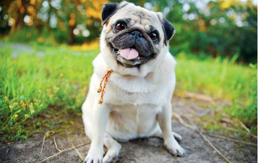 Pet Insurance Scam or Secure? Dogslife. Dog Breeds Magazine