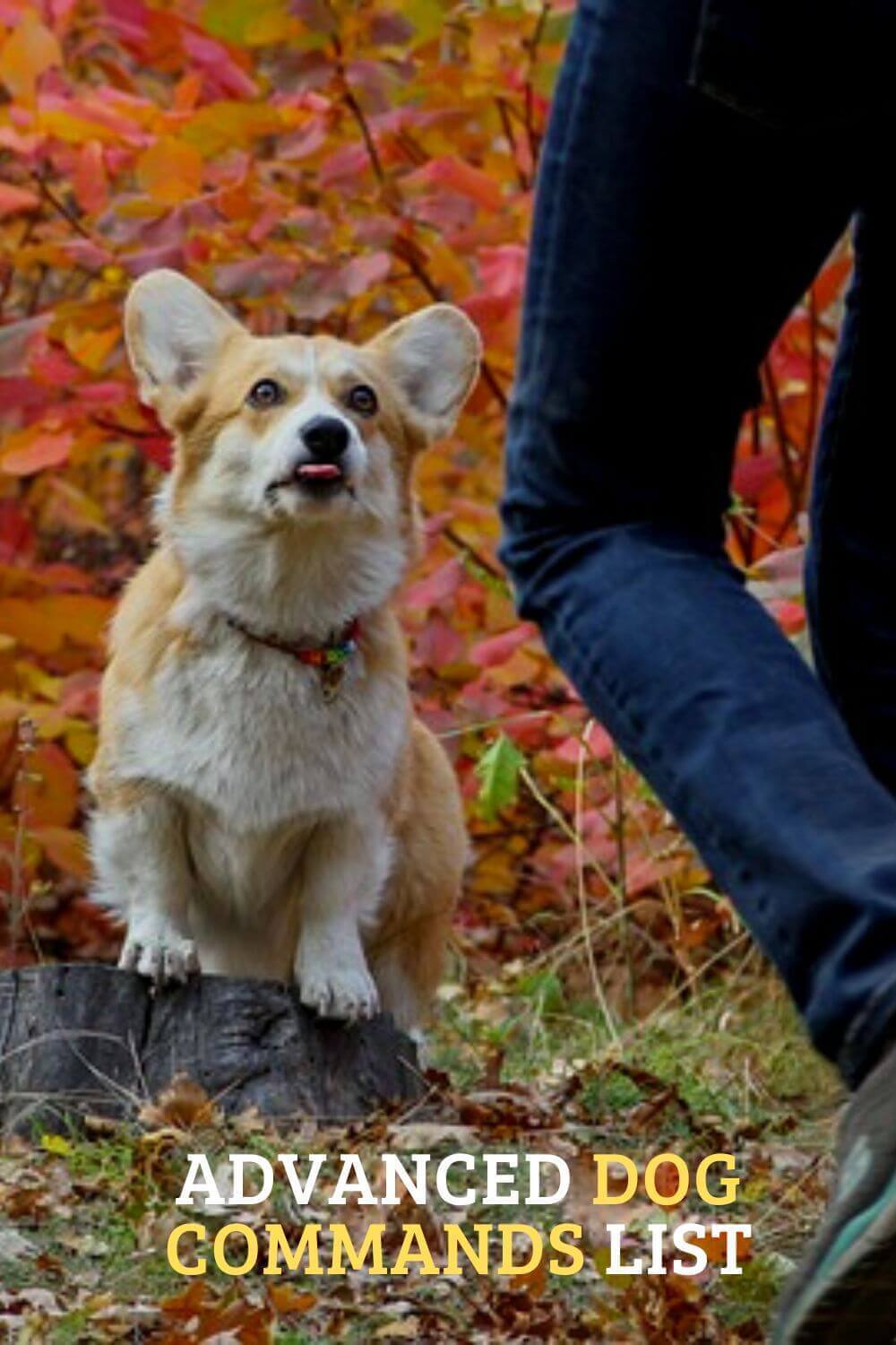 28 Advanced Dog Commands List Most Useful Dog Commands to Know