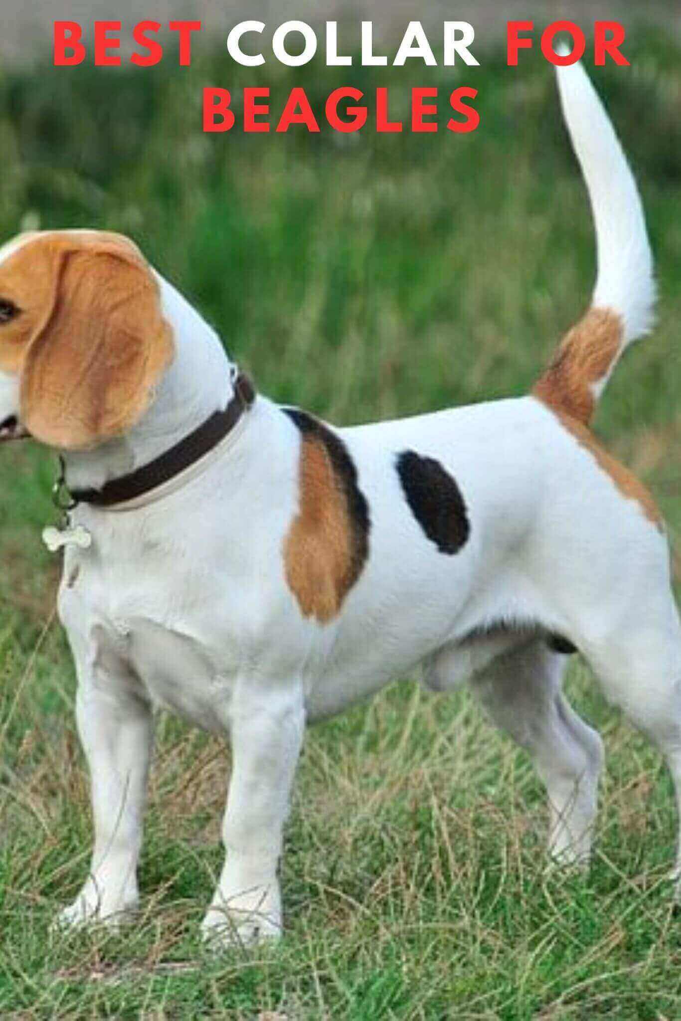 5 Best Collar For Beagles in 2024 Comfortable, Durable, and Stylish