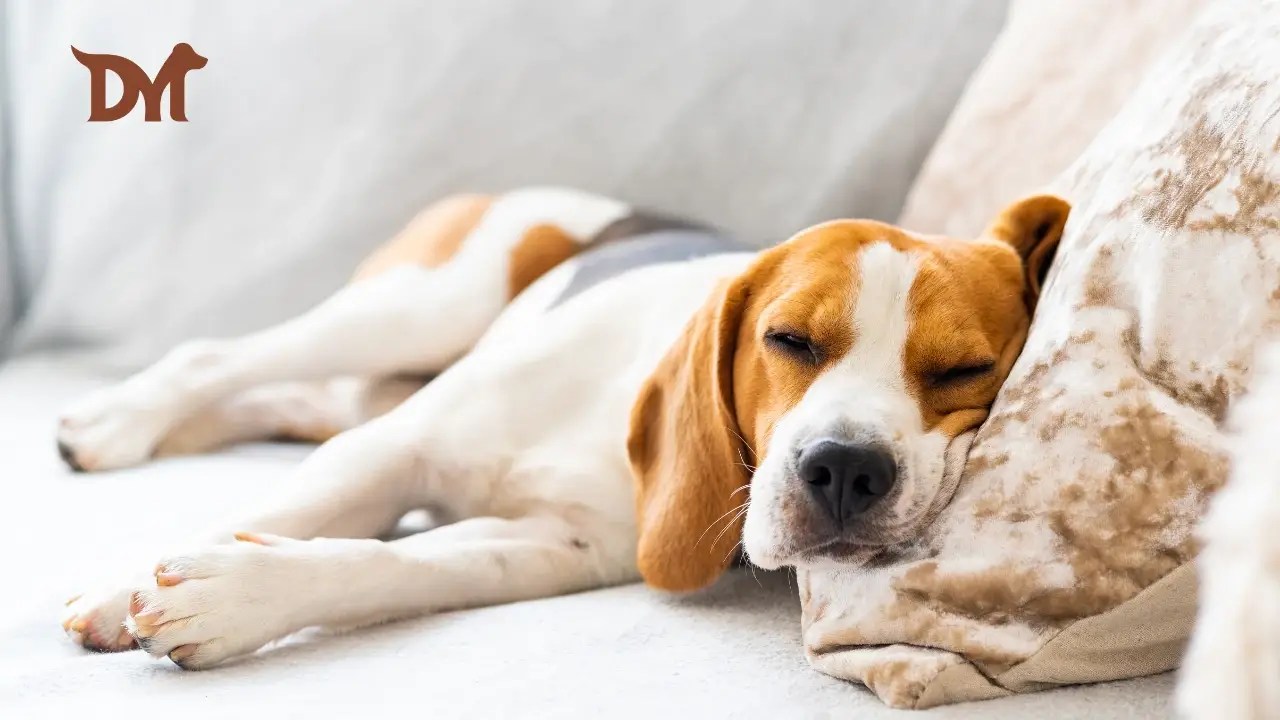 What Your Dog’s Sleep Positions Really Mean Dogs Mino