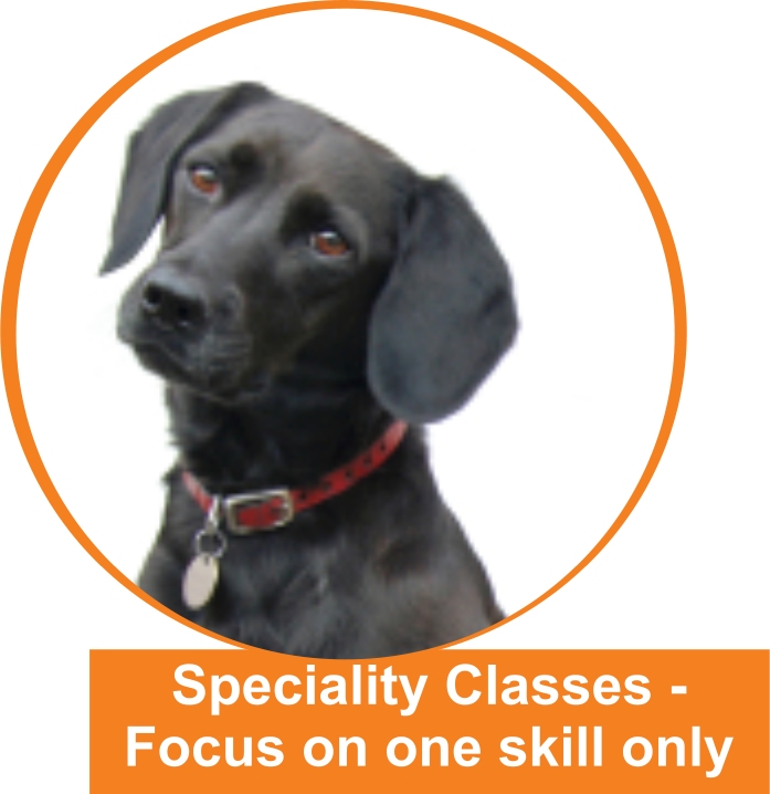 How to a Dog Trainer, a Professional, Certified & Competent Dog Trainer! The DogSmith