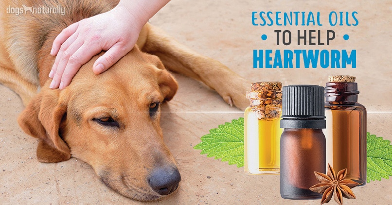 How To Get Rid Of Heartworms In Dogs Naturally DogWalls