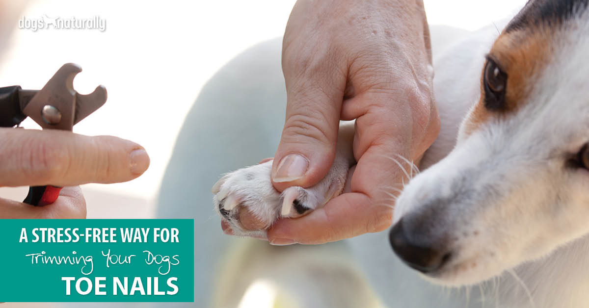 A StressFree Way For Trimming Your Dog’s Toenails