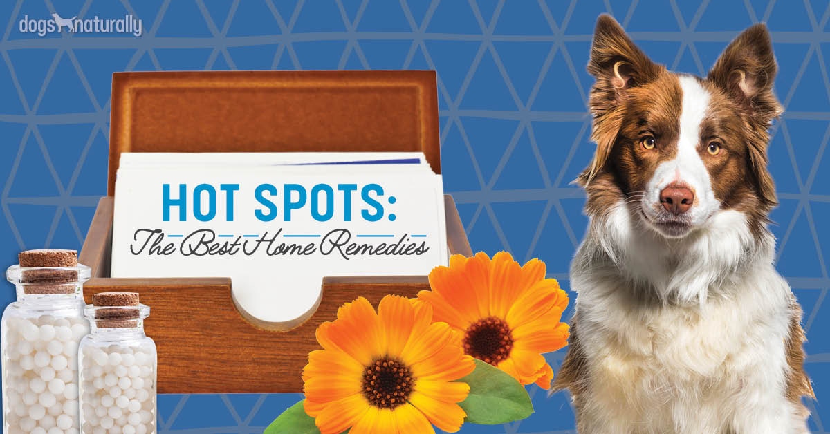Treating Hot Spots On Dogs The Ultimate Guide