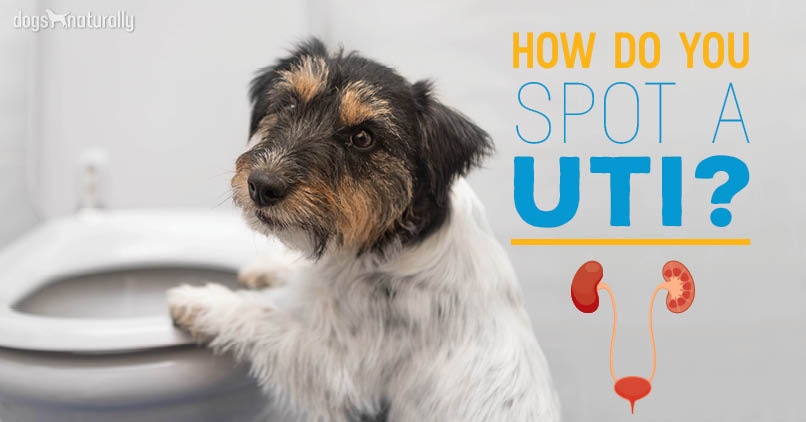 How To Treat A Uti In A Dog Naturally DogWalls
