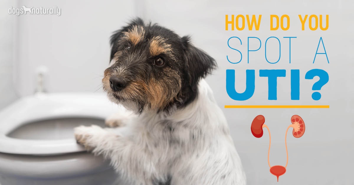 The Dreaded Dog UTI 3 Early Signs Your Dog May Have One