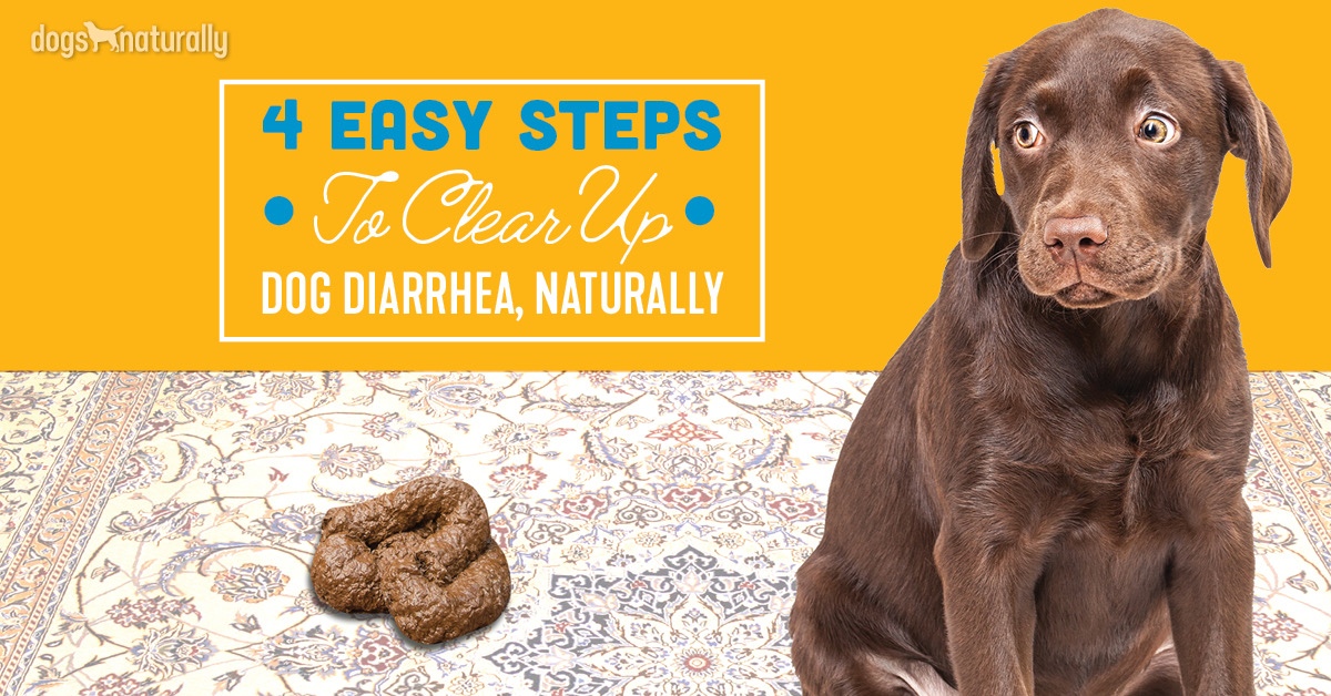 How To Stop Diarrhea In Dogs 4 Simple Steps