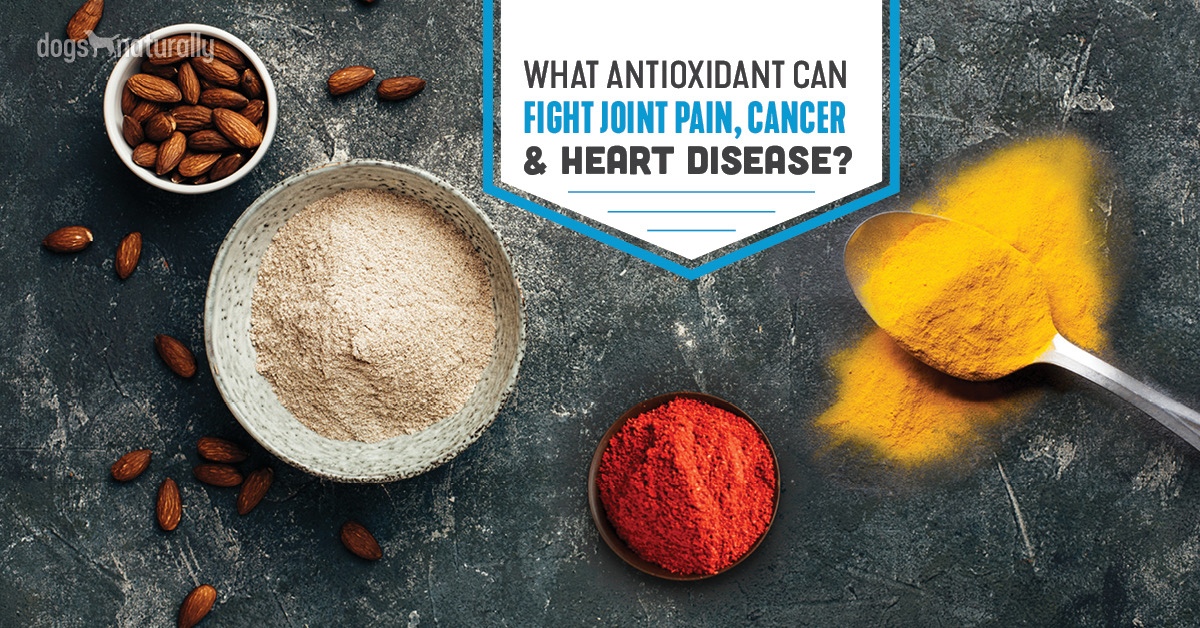 Astaxanthin For Dogs Protect Against Cancer, Joint Pain And More