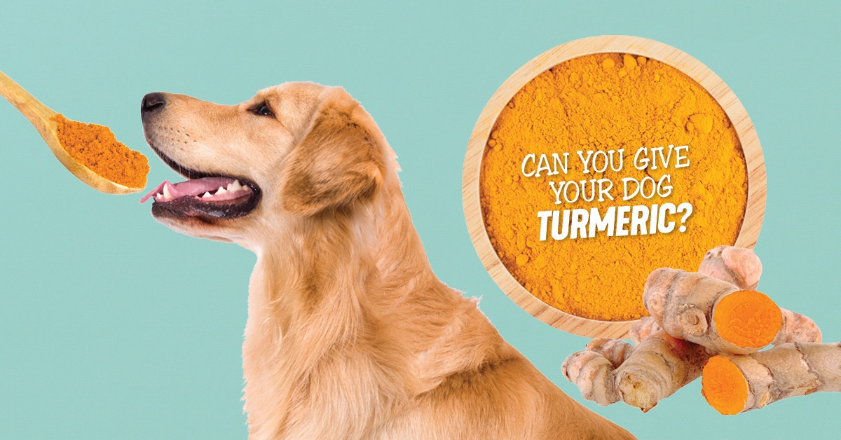 5 Ways Turmeric Can Help Your Dog