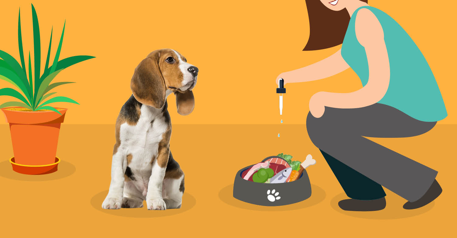 CBD Oil For Anxiety Can It Calm Your Anxious Dog? Dogs