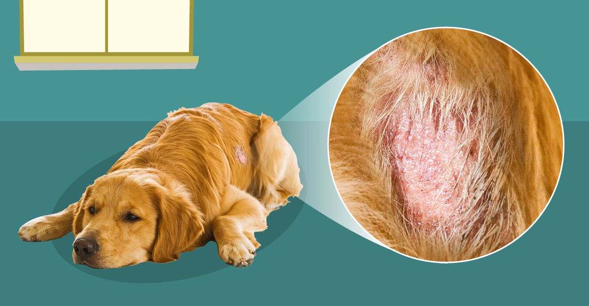 What Is Skin Treatment In Dogs at Clifford Budge blog