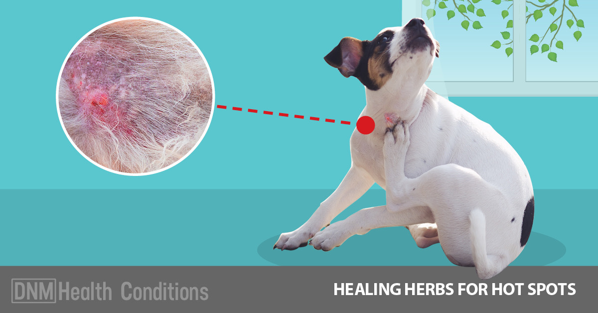 Healing Herbs For Your Dog's Hot Spots