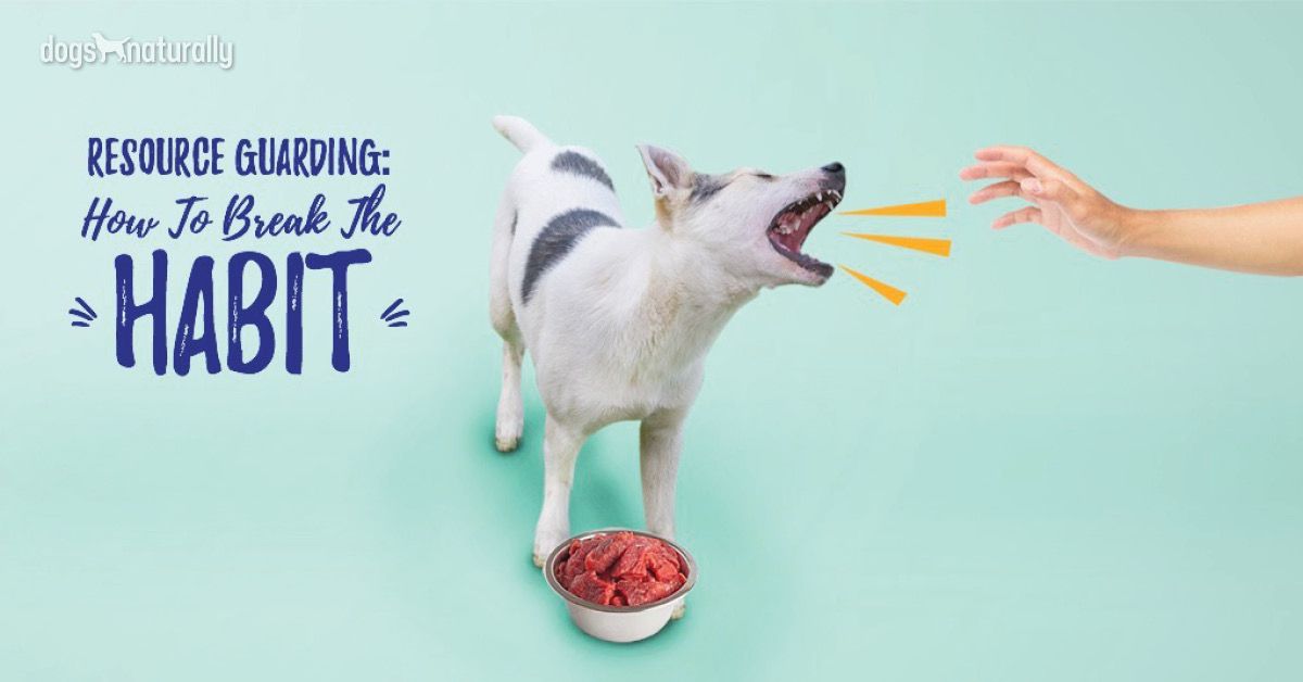 How Do I Stop My Dog From Guarding Food