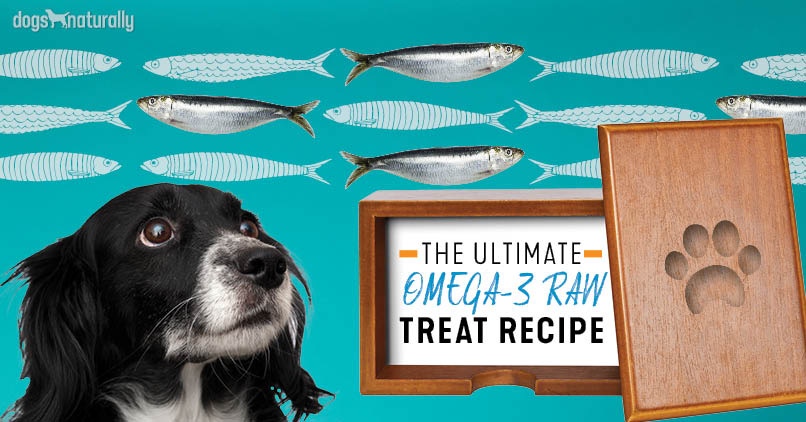 Sardines For Dogs An Easy Raw Recipe