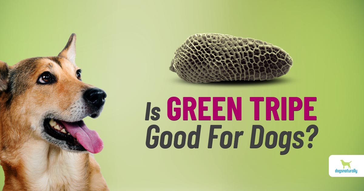 Is Green Tripe Good For Your Dog? Dogs Naturally