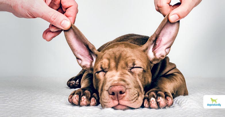 Natural Remedies For Dog Ear Infection Treatment - Dogs Naturally