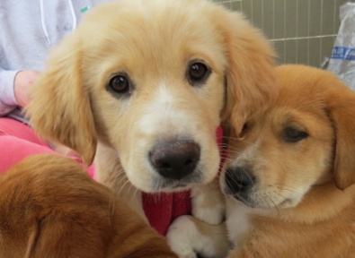 Adopt A Dog