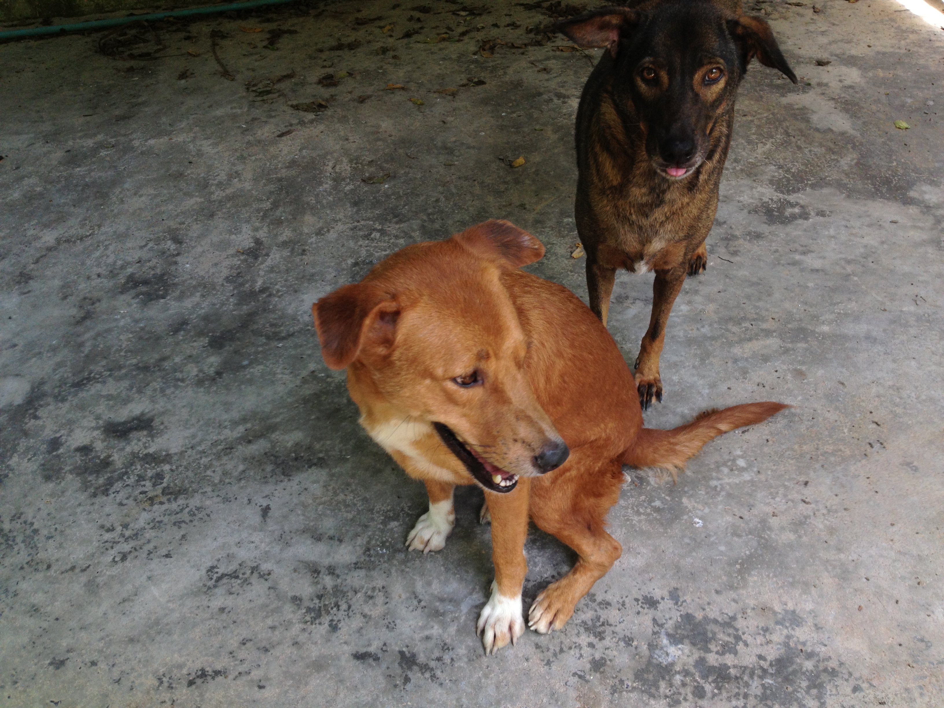 zu den Hunden... wir suchen ein neues Heim WWW.DogsOnSamui.DE