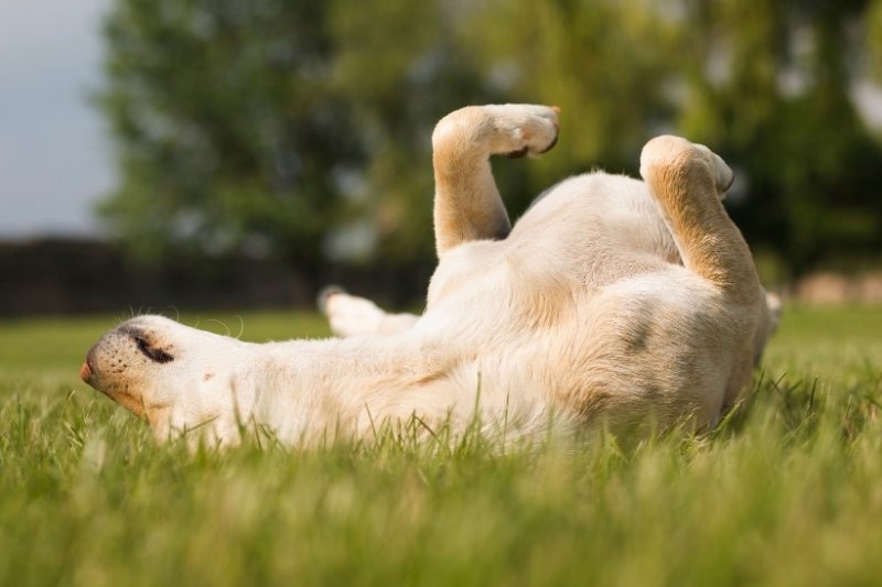 Why do dogs roll in poop?