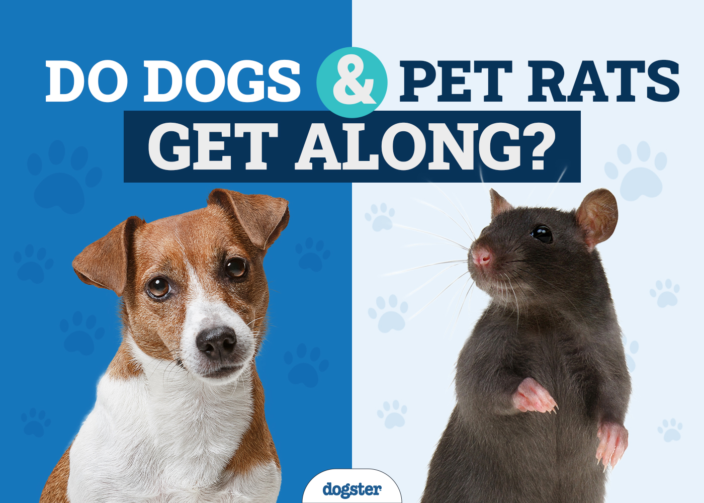 Can Dogs & Pet Rats Get Along? 6 VetApproved Ways to Help It Dogster