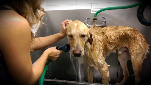 How to Safely Shampoo a Dog Who Has a Skin Condition