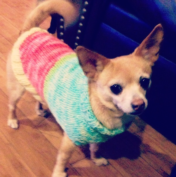 Ugly Christmas Sweaters Dog at Michelle Caudill blog