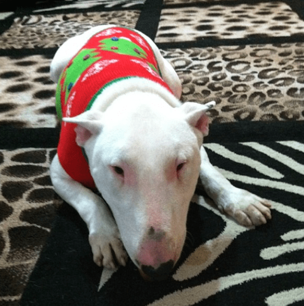 Check Out These Dogs In Their Ugly Christmas Sweaters on Instagram!