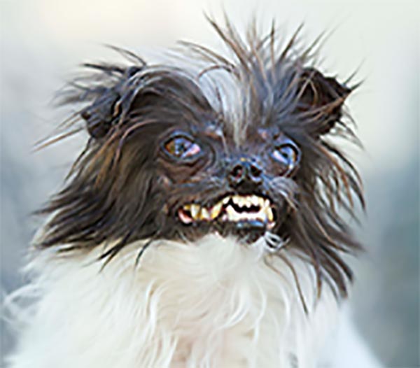 It's Almost Too Late to Vote for the World's Ugliest Dog!