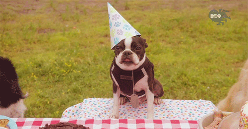 5 Fun Facts About the "It's My Dog's Birthday" Video