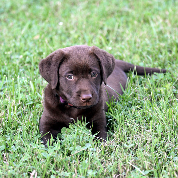 These Pictures of Chocolate Lab Puppies Are a Canine Brownout