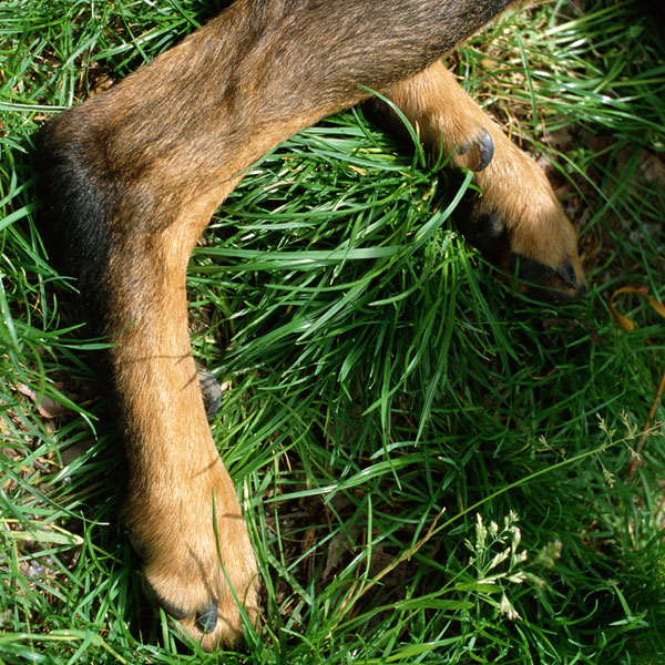 What Are Dog Dewclaws For, Anyways?