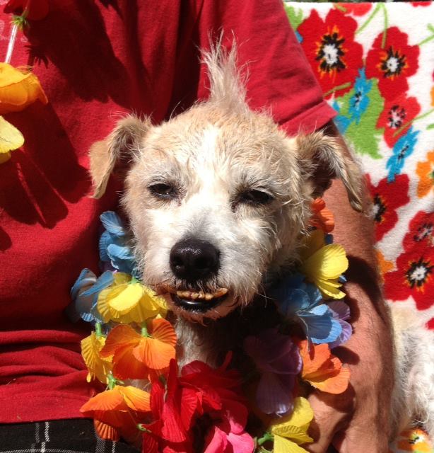 Dogster Hero Hawaii's Rainbow Friends Animal Sanctuary