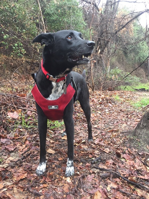 It Has Taken Me Years to Find the Safest Collar, Harness, and Leash for