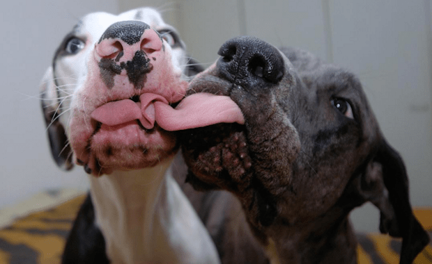 Mutka and Luna Are Two TongueTastic Great Danes From Finland