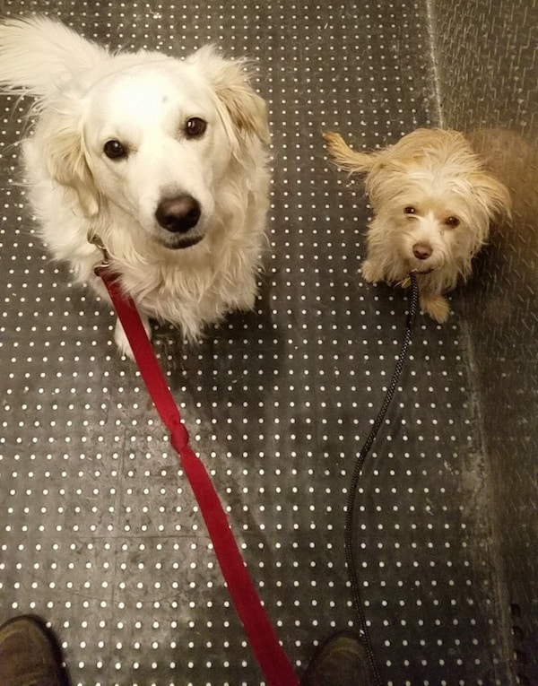 Do Dogs Understand Elevators? Facts & FAQ Dogster