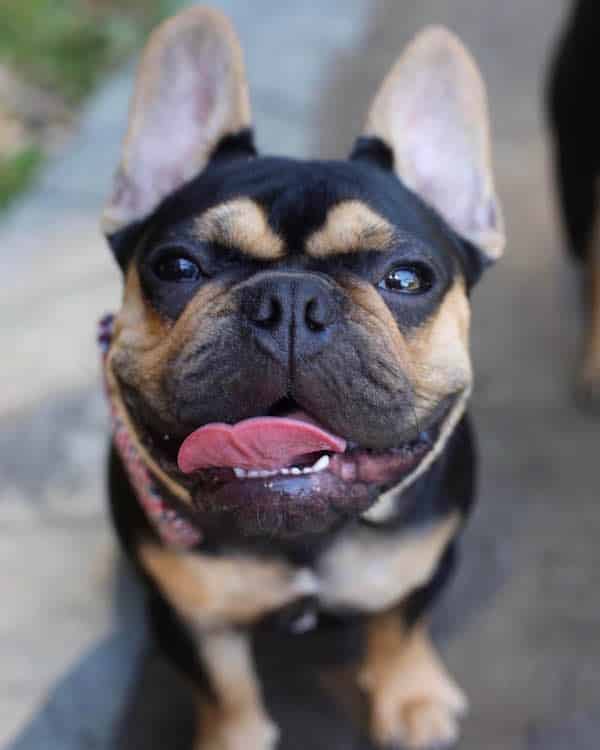 What the Heck Is Hamlet? A Rottweiler Puppy? A German