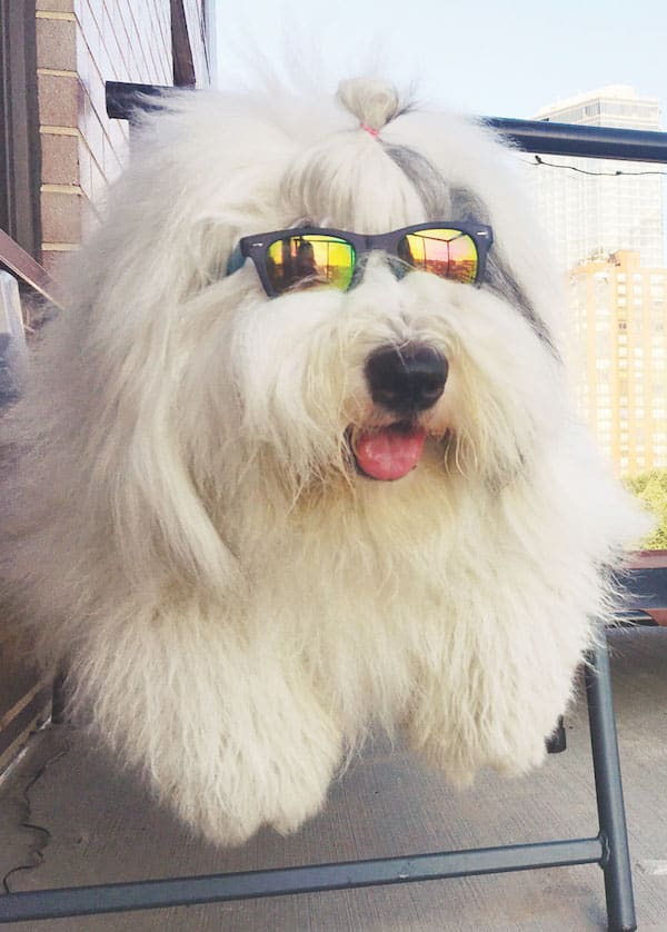 We're Obsessed With Rocco the Old English Sheepdog