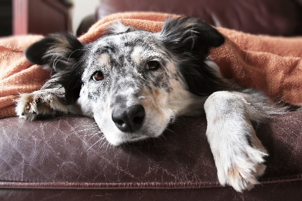 Dog Vomiting White Foam After Exercise