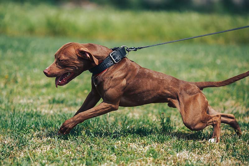 How to Stop a Dog From Pulling While Walking 8 VetApproved Tips Dogster