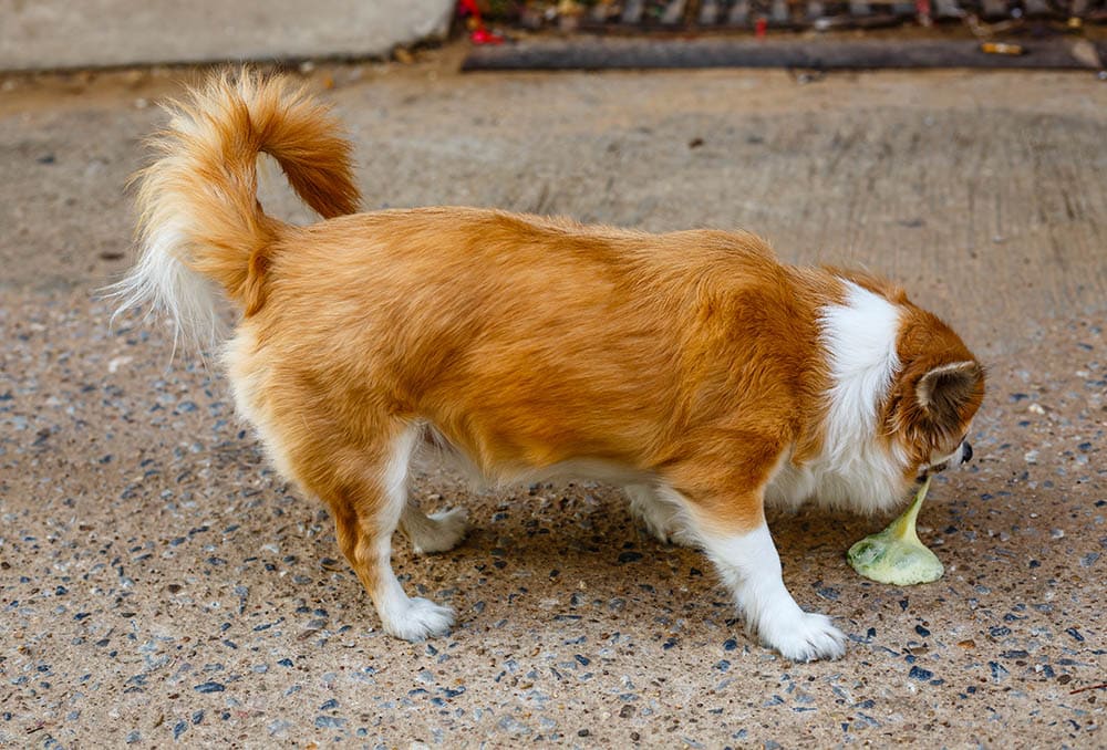 Why Is My Dog Throwing Up Bile? Possible Reasons, Causes, Treatments