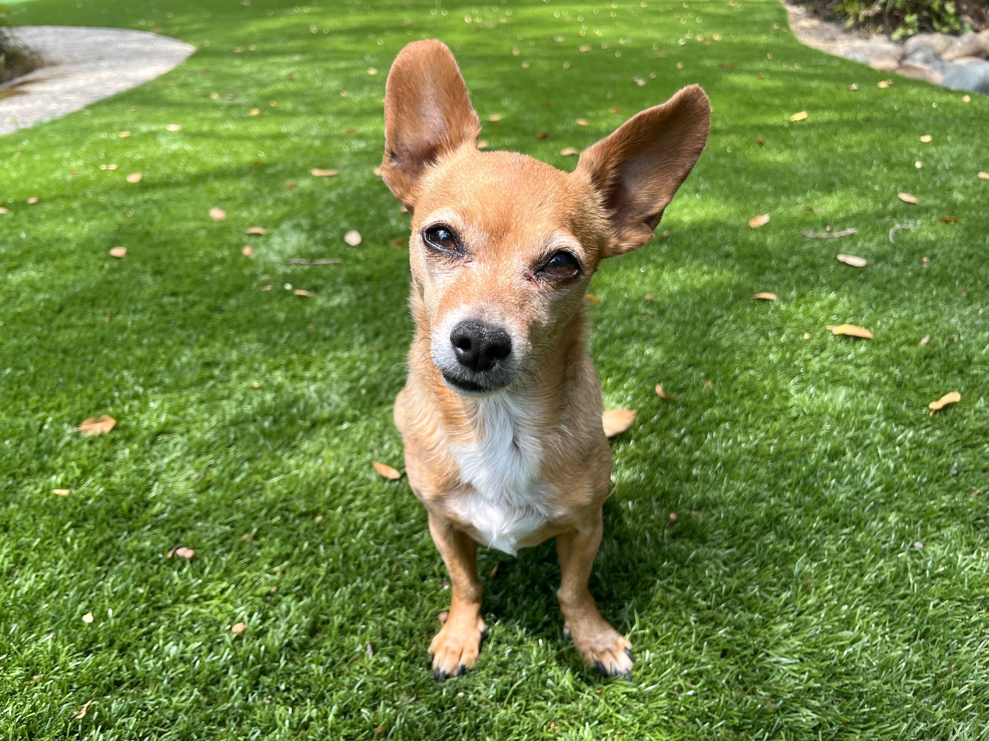 7 Popular Chihuahua Mixes With Facts & History Dogster