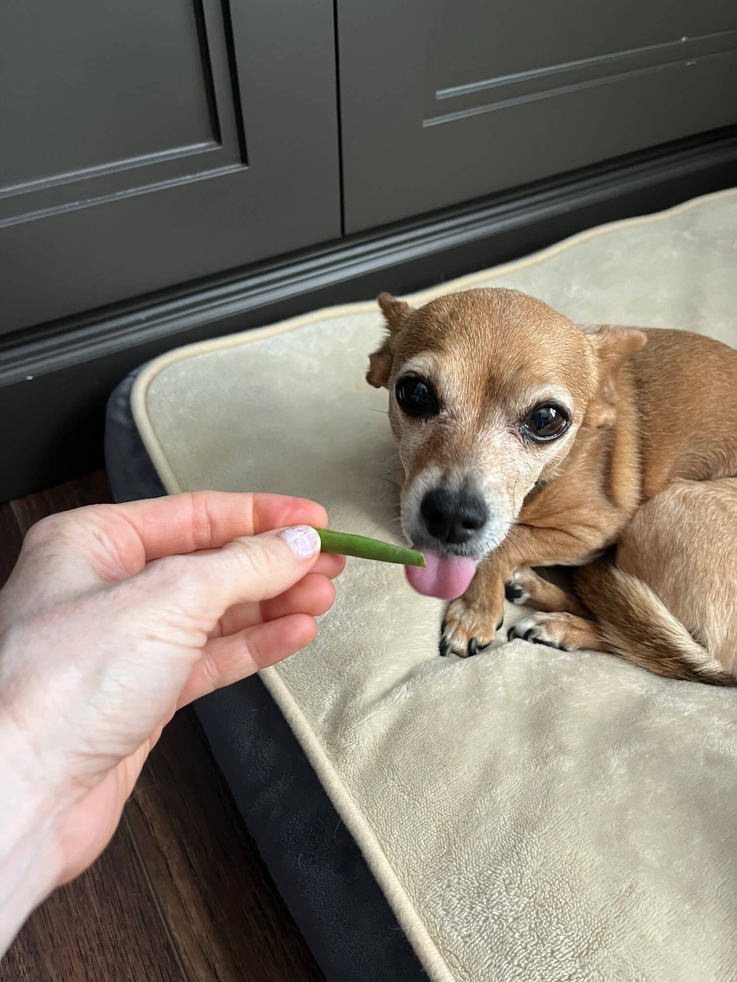 Can Dogs Eat Green Beans? Canine Feeding Facts Dogster Pawsomestation