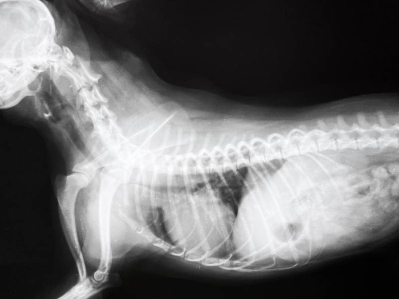 Tracheal Collapse in Dogs Causes, Signs & Treatment Dogster