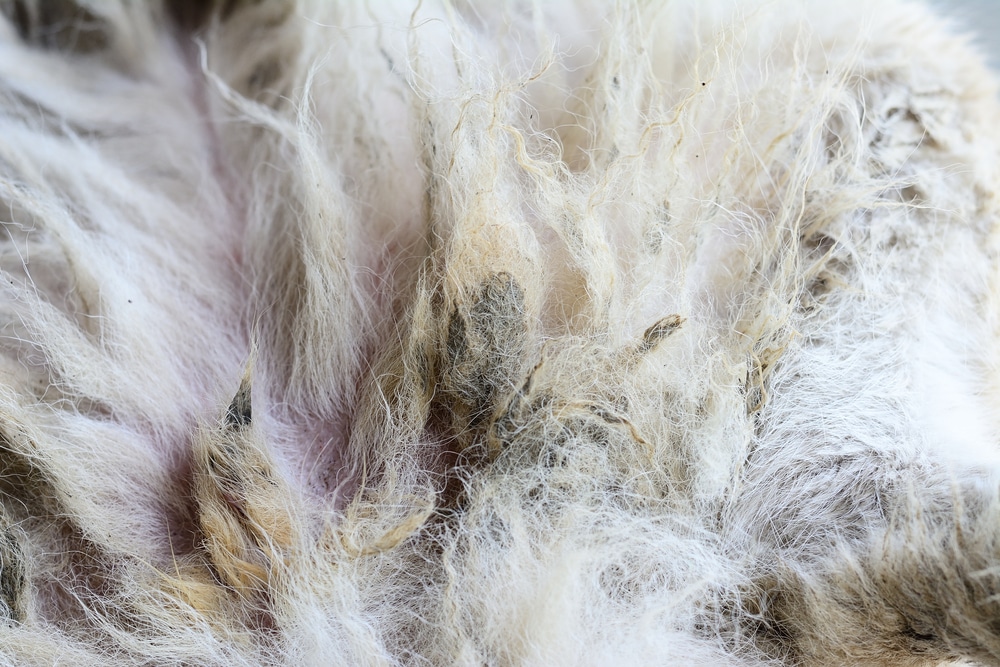 How to Deal With Severely Matted Dog Hair 5 VetApproved Tips Dogster