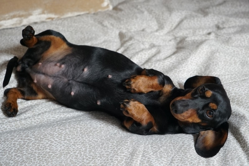 How Long Are Dachshunds Typically Pregnant? Gestation Period & Stages