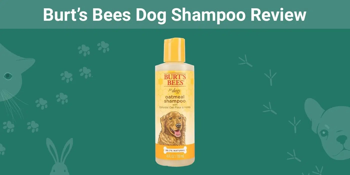 Burt’s Bees Dog Shampoo Review 2024 Our Expert's Opinion Dogster