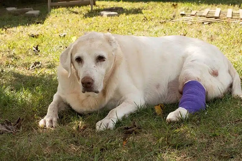 10 Common Types of Dog Tumors Our Vet Explains the Signs, Diagnosis