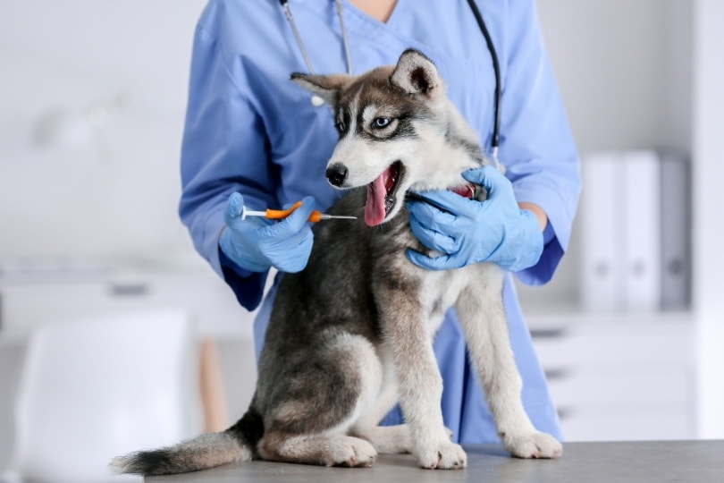 How Much Does It Cost to Microchip a Dog at PetSmart? 2024 Update Dogster
