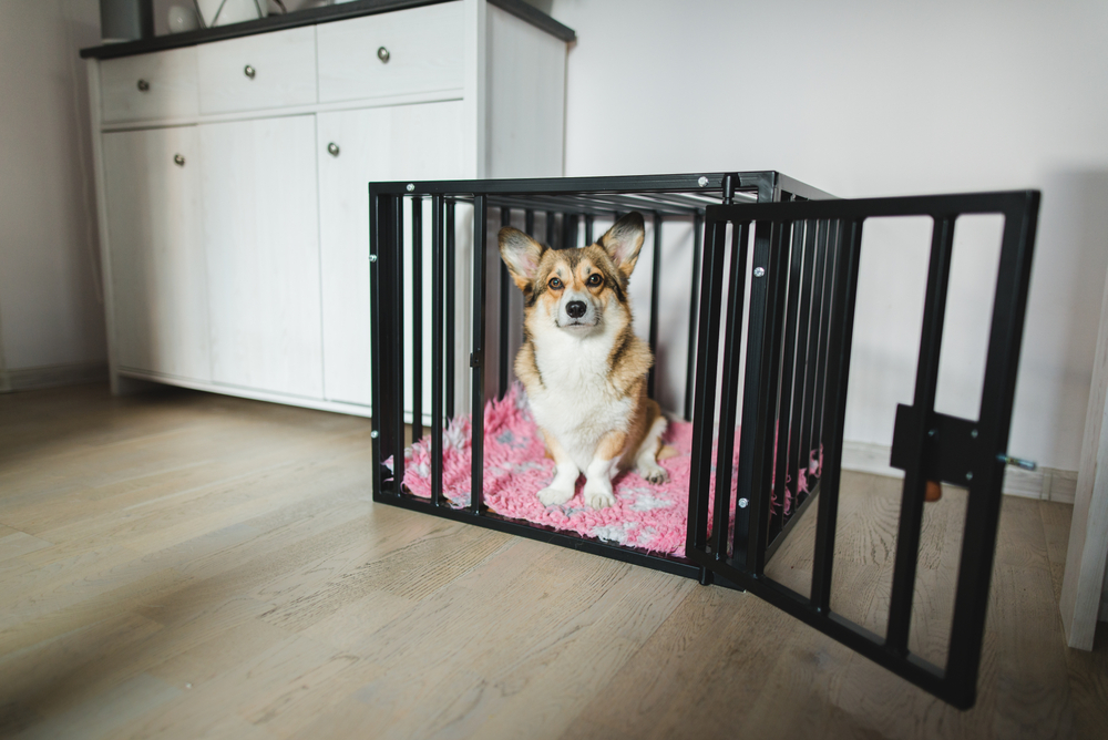 Should I Crate My Dog When I Leave the House? VetApproved Guide & Tips